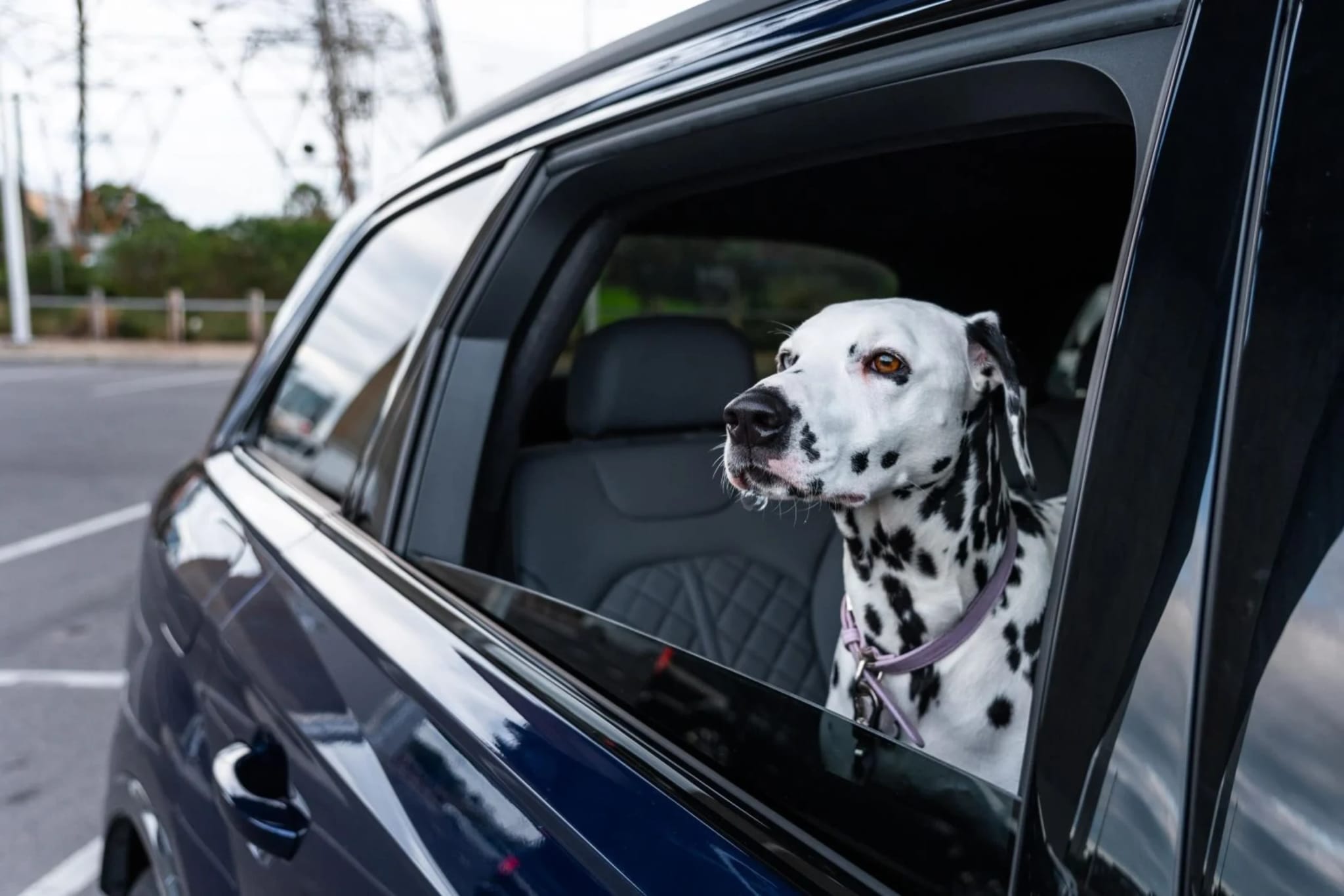 Get UK-Wide Animal Health Certificates Fast Using Vet Home Certs