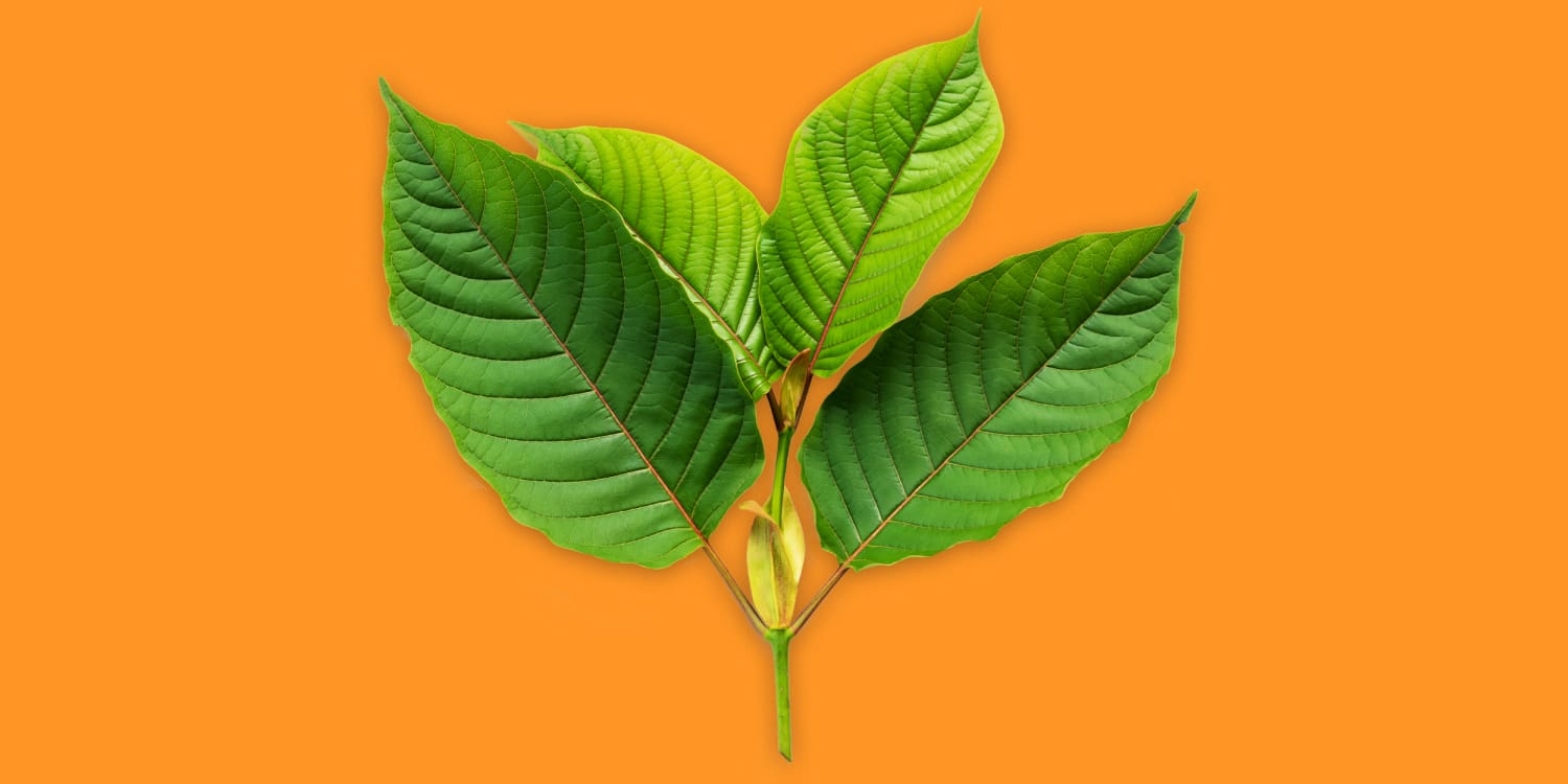 Kratom Tea Shop Chiang Mai – Fresh, Organic, and Delicious