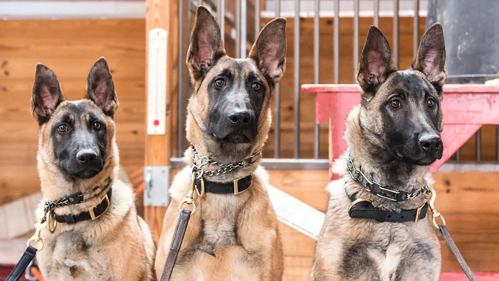 Why Businesses Trust Security Dog Services Leicester for Protection