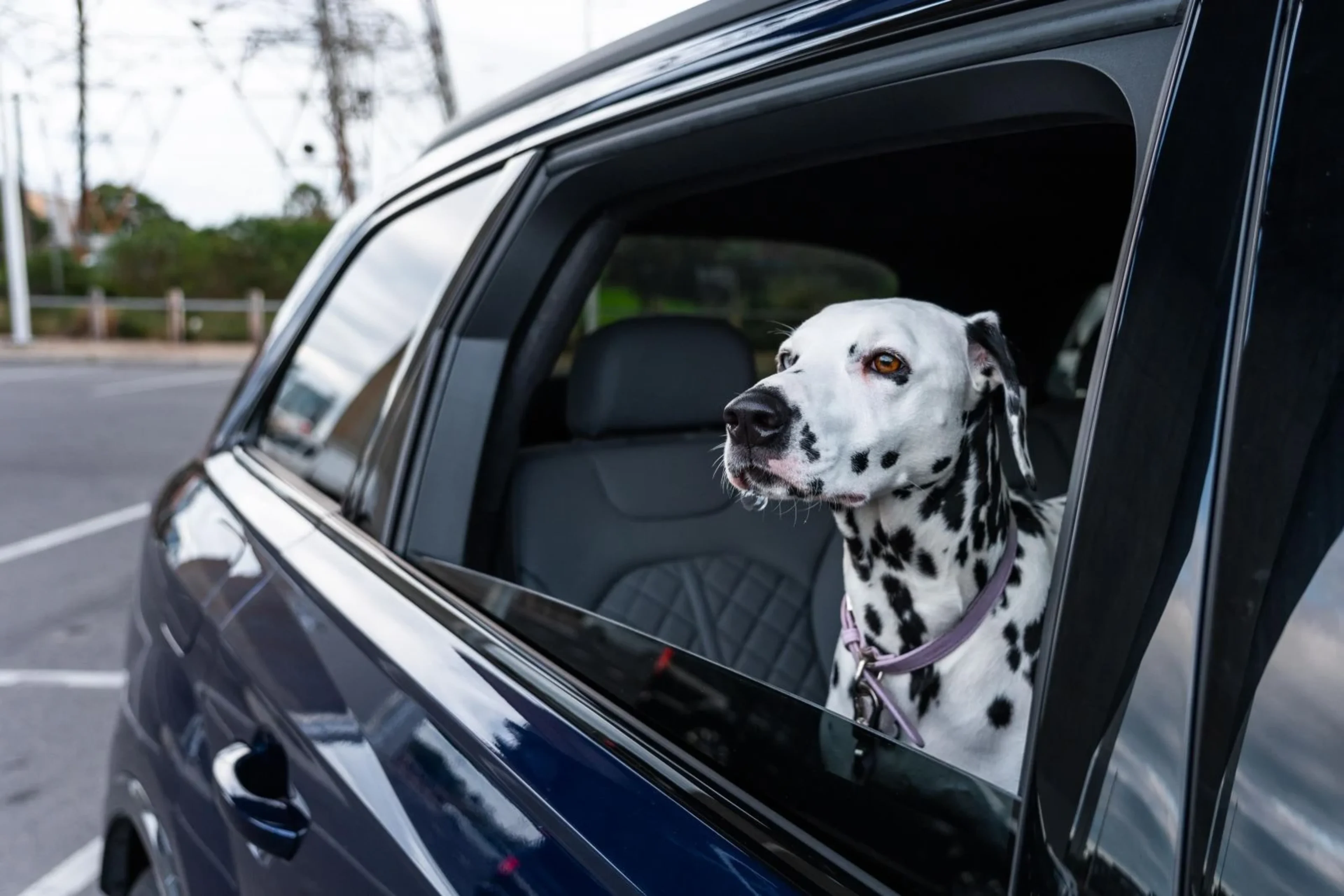 Get UK-Wide Animal Health Certificates Fast Using Vet Home Certs